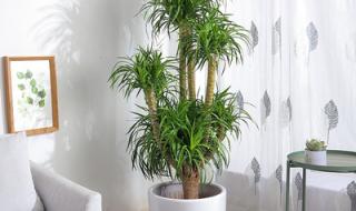 客厅一般放什么大型植物好 客厅放什么植物